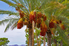 Seeds palm date for sale  Phoenix