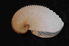 Concha 'Paper Argonaut' (AA5), usado comprar usado  Enviando para Brazil