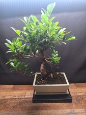 Large ficus bonsai for sale  PETERBOROUGH