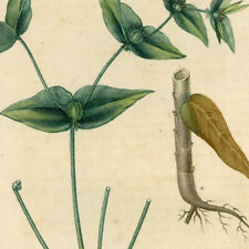 Euphorbia euphorbe epurge d'occasion  France