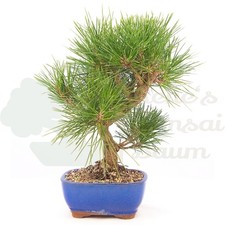 Bonsai japanische schwarzkiefe gebraucht kaufen Bonsai japanische schwarzkiefe gebraucht kaufen  Halle