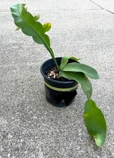 Fragrant epiphyllum oxipetalum for sale  Sterling Heights