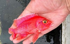 Dragon blood african for sale  Darien