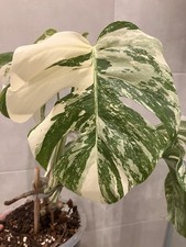Monstera adansonii albo gebraucht kaufen  Ingolstadt