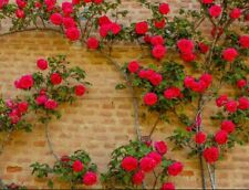 20pcs red climbing for sale  Staten Island