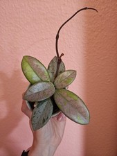 Hoya carnosa wilbur usato  Spedire a Italy