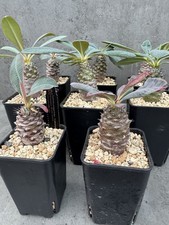 Euphorbia pachypodioides madag usato  Spedire a Italy