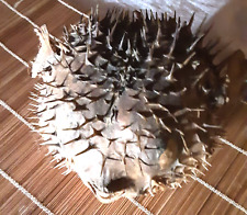 Pesce palla istrice usato  Lucca