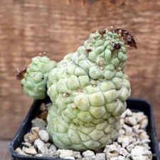 D4154 trichocaulon cactiforme for sale  Shipping to United Kingdom