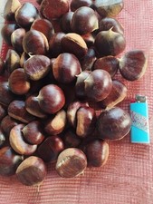 Castagne fresche usato  Casapesenna