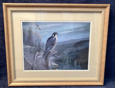 Large framed kestrel for sale  WOLVERHAMPTON