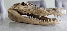 Real taxidermy alligater for sale  HAVANT