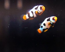 Picasso onyx premium for sale  Lilburn