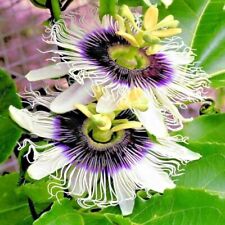 Purple passion flower for sale  Lincolnton