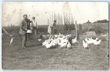 Chickens fed poultry for sale  BOURNEMOUTH
