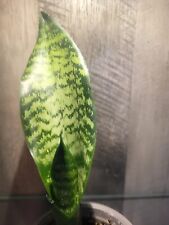 Sanseveria snake plant for sale  Chicago