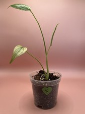 Monstera mint pot for sale  South Whitley