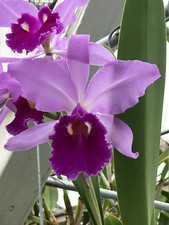 Cattleya warscewiczii orchid for sale  USA