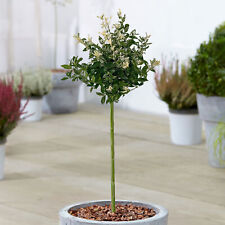 Euonymus harlequin patio for sale  UK