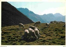 Animaux moutons paturages d'occasion  Fruges