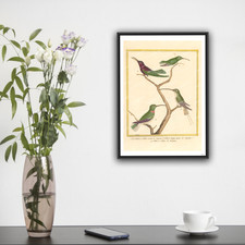 Oiseaux tropicaux martinet d'occasion  Paris VI