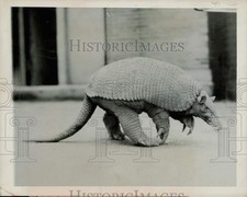 1944 press photo for sale  Memphis