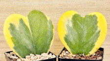 Hoya kerrii variegata usato  Baranzate