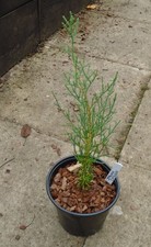 Italian cypress conifer for sale  MORPETH