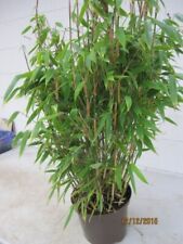 Buschige gartenbambus sako gebraucht kaufen  Zetel