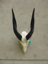 Buschbock geweih antilope gebraucht kaufen  Hof
