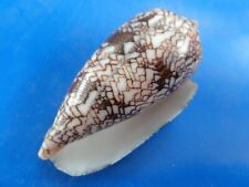 Conus euetrios madagascar d'occasion  Brioude