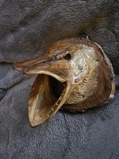 Vintage pike fish for sale  Hamburg