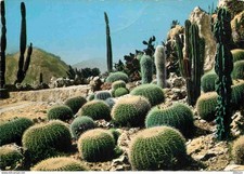 Flowers plants cactus d'occasion  Expédié en Belgium