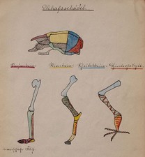 Clara hesse anatomie gebraucht kaufen Clara hesse anatomie gebraucht kaufen  Berlin