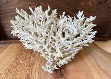 Antique sea coral for sale  EVESHAM