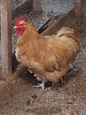 Buff orpington hatching for sale  DOWNPATRICK