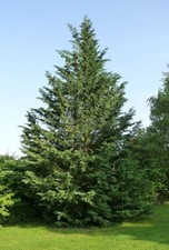Cupressocyparis leylandii leyl for sale  Jasper