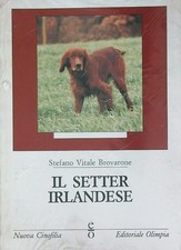 Setter irlandese vitale usato  Italia