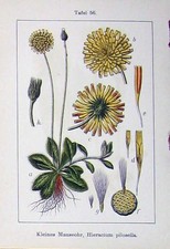 Antique old print d'occasion  Expédié en Belgium