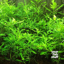 Water wisteria hygrophila for sale  Lebanon