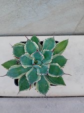 Agave kissho kan usato  Bisceglie