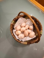 Bruteier vorwerk huhn gebraucht kaufen  Kindelbrück