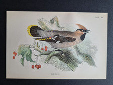 Antique print waxwing for sale  ROMFORD