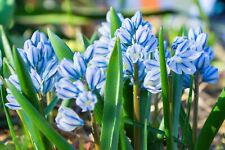 Puschkinia libanotica bulbs for sale  CRAWLEY