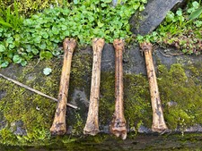 Real animal bones for sale  UK