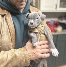 Dog motorcycle jacket for sale  Brooklyn