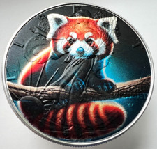 Red panda american for sale  Issaquah