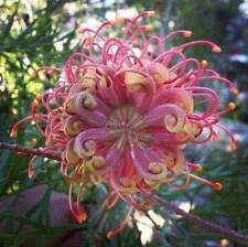 Passion bee flower for sale  Bourg