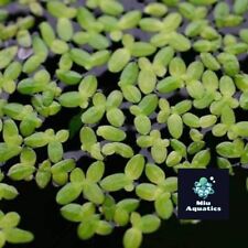 100 duckweed floating for sale  BELVEDERE