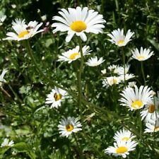 Eye daisy bare for sale  GRAYS